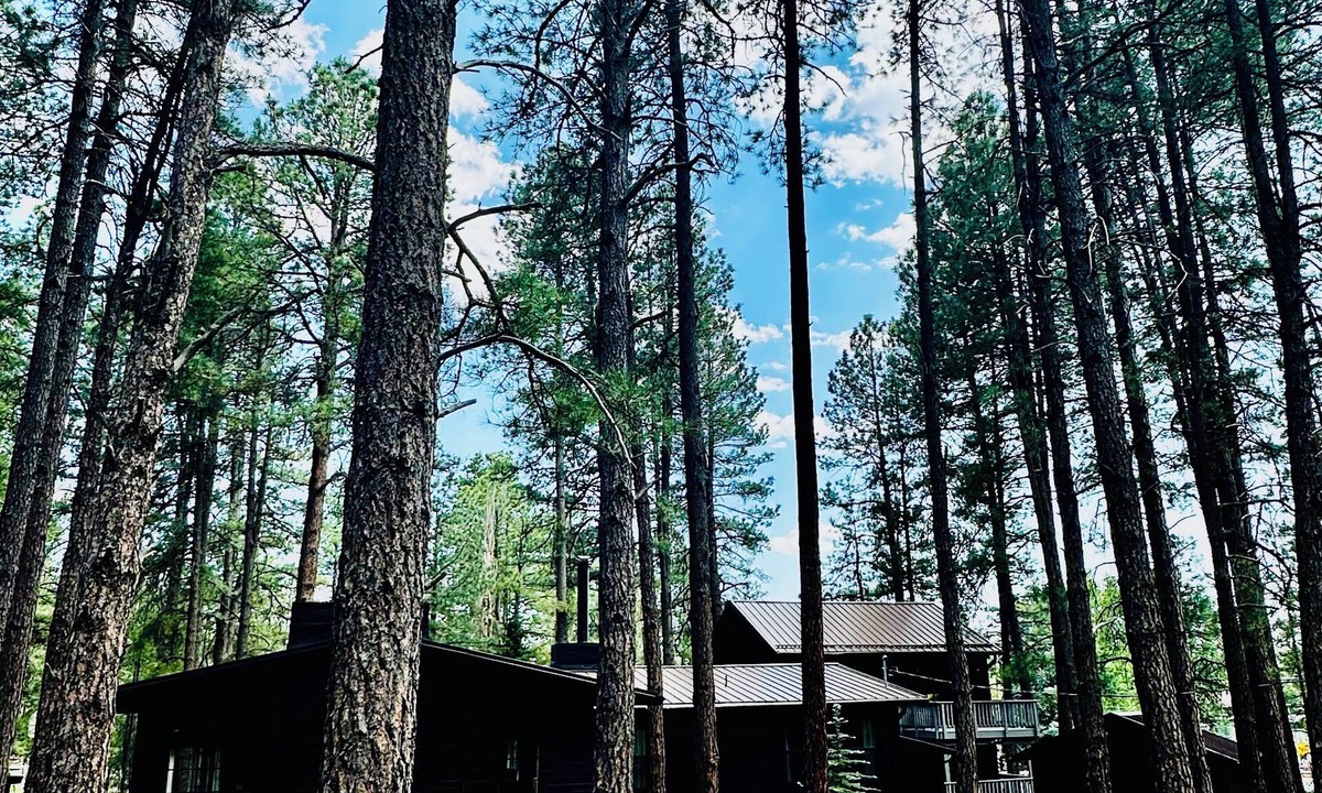 Munds Park House | Bear Treehouse - An acre of cool pines, AC, walking distance to fun!