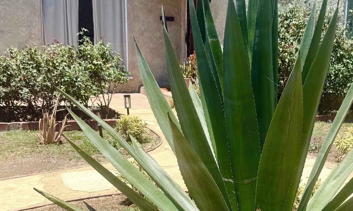 Mid-Wilshire House | Spanish Oasis in Miracle Mile w/Backyard