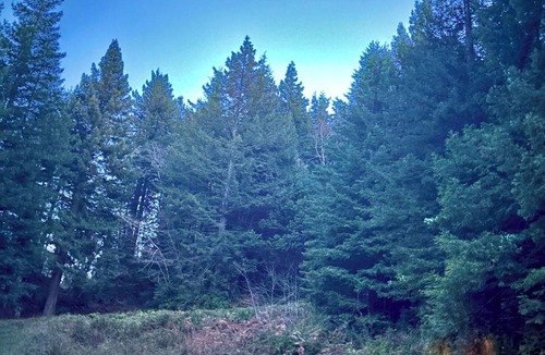 Crescent City Ski Chalet | Chalet in the Majestic Redwoods 5 mins to Redwood National parks & Smith River.
