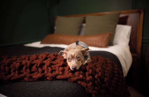 Melrose House | NEW Slytherin Studio - Dogs OK!