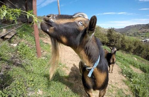 Rainbow CDP House | Pet Friendly Breathtaking Cottage with Hot-tub in Rainbow, California