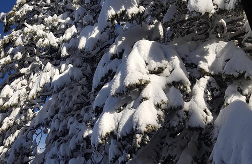 Truckee House | Spectacular Views, Full Amenities Access, Walk to Pools/Gym, Sledding out back!