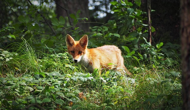 🦊 Cabane du Renard