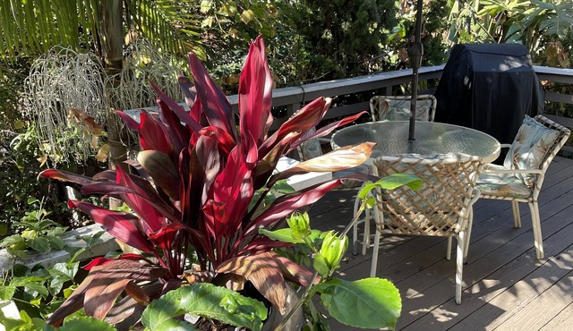 “The Tree House” near beach, 2King beds, free parking