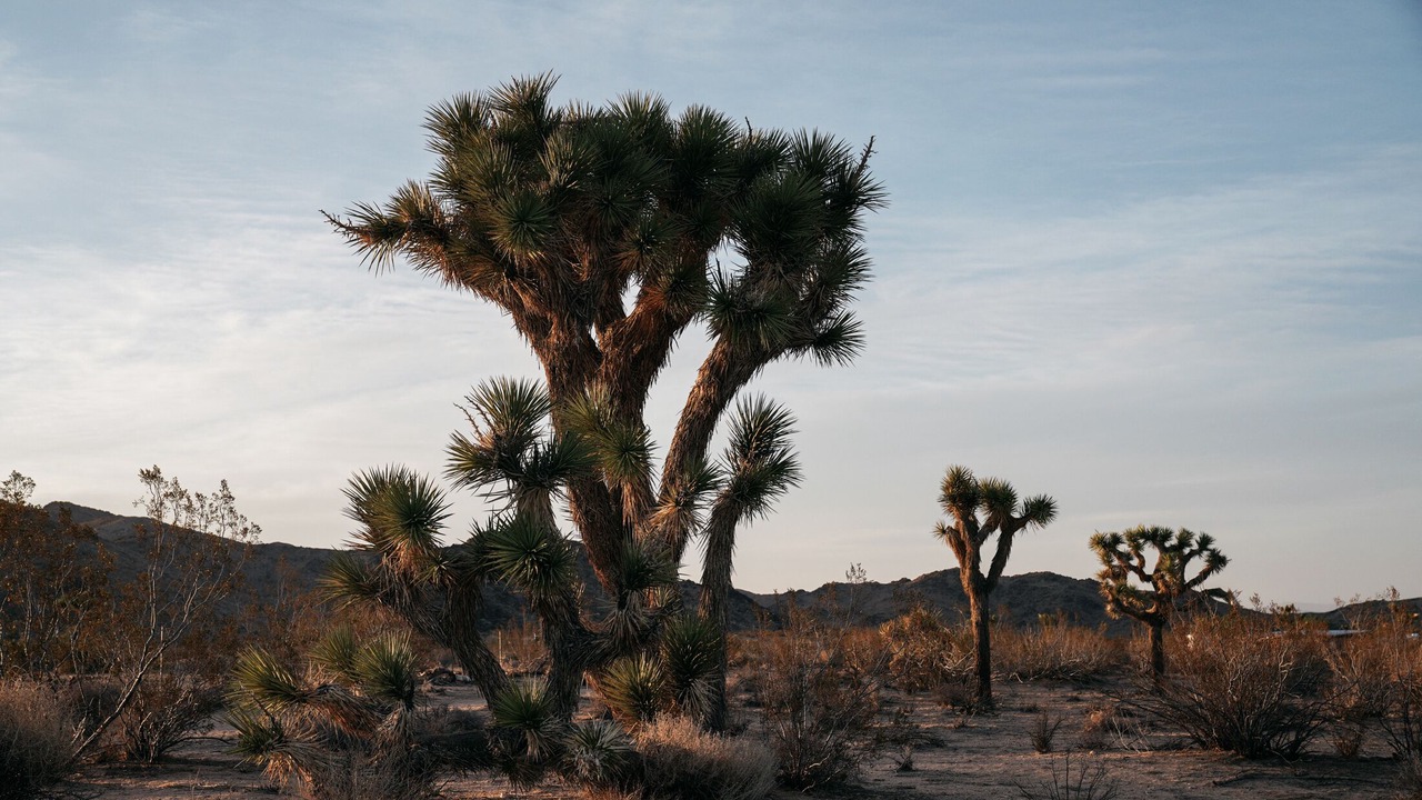 Photo of Outdoor in Yucca Valley