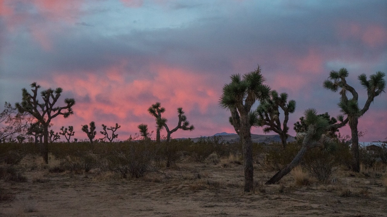 Photo of Others in Yucca Valley
