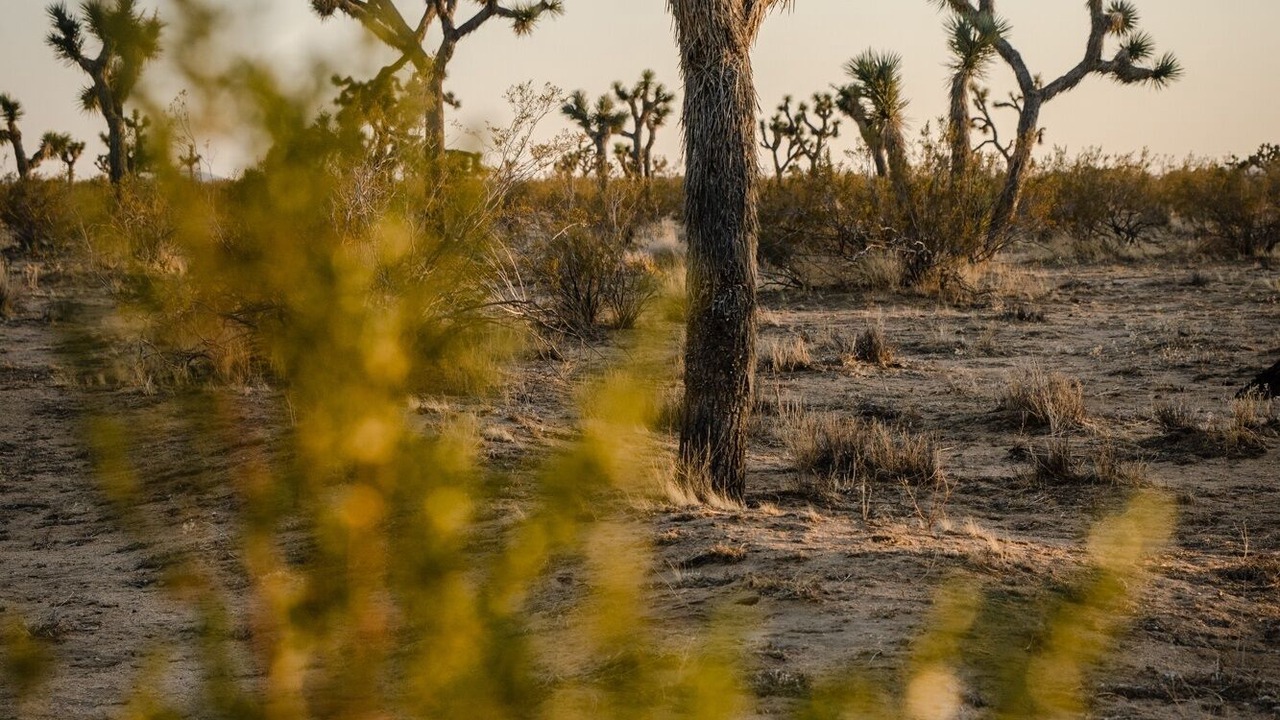 Photo of Others in Yucca Valley