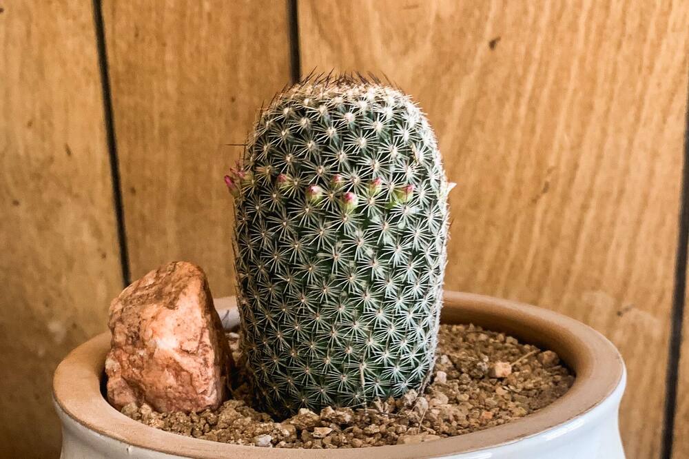 Photo of Others in Yucca Valley
