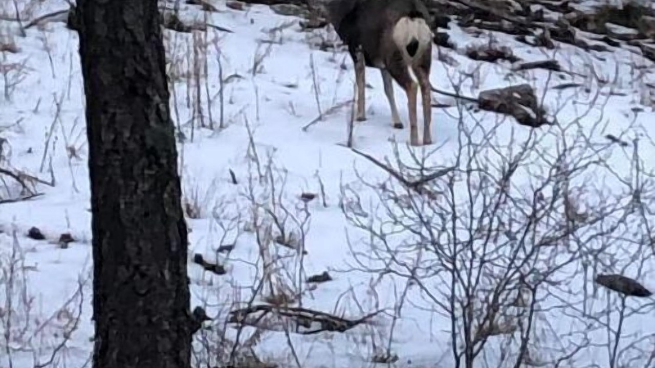 Photo of Others in Prescott