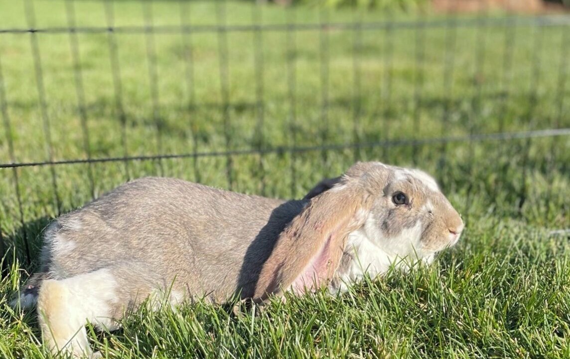 Photo of Outdoor in Raisin