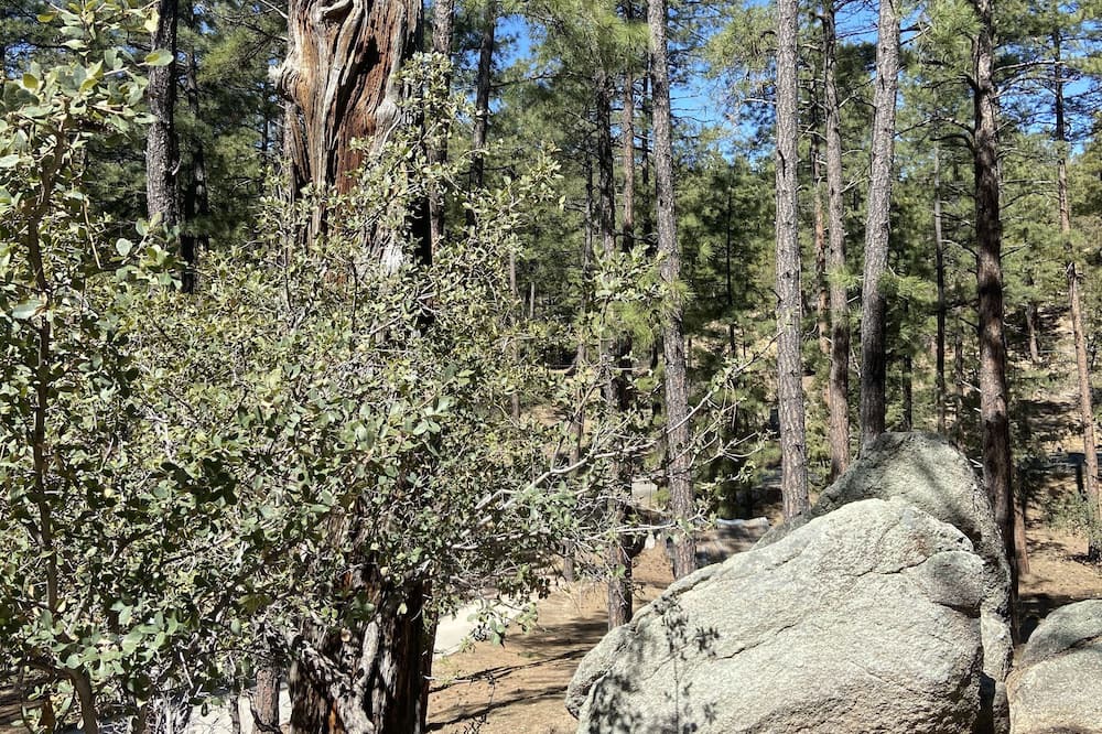 Photo of Outdoor in Highland Pines