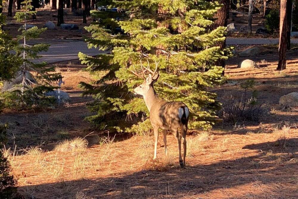 Photo of Others in Gold Mountain