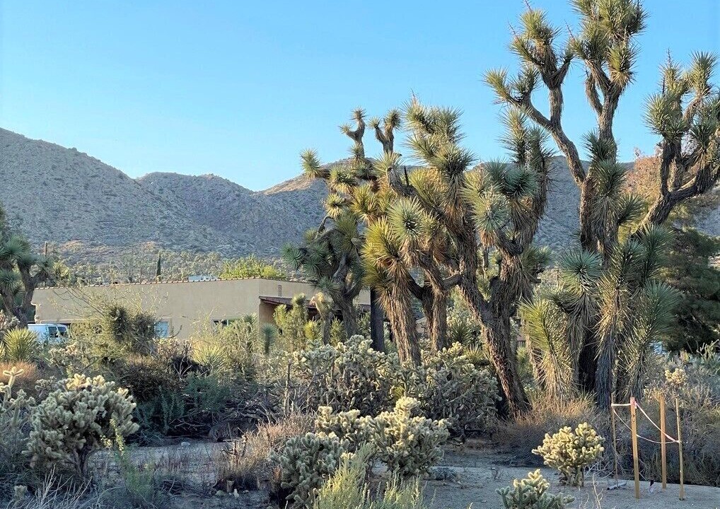 Photo of Others in Yucca Valley