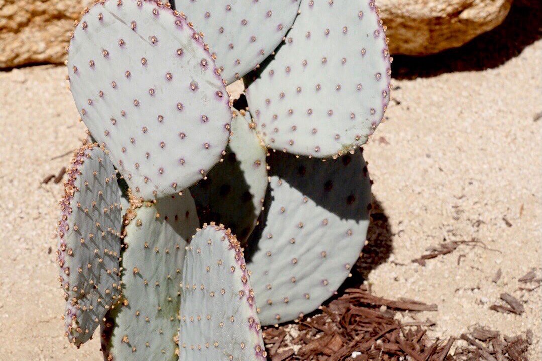 Photo of Others in Yucca Valley