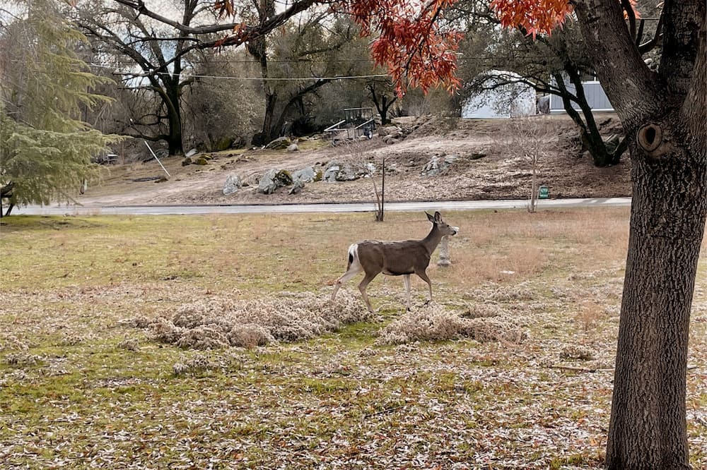 Photo of Others in Yosemite Lakes