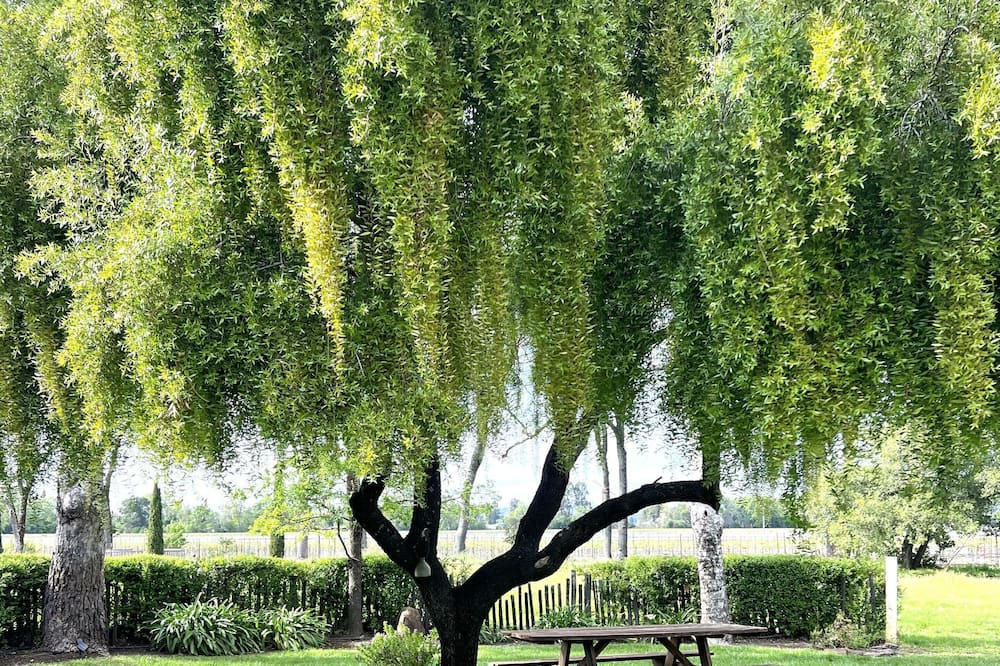 Photo of Outdoor in Santa Rosa