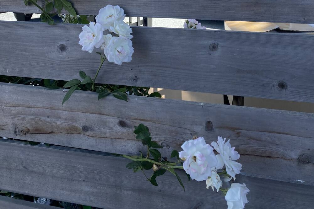Photo of Outdoor in Napa