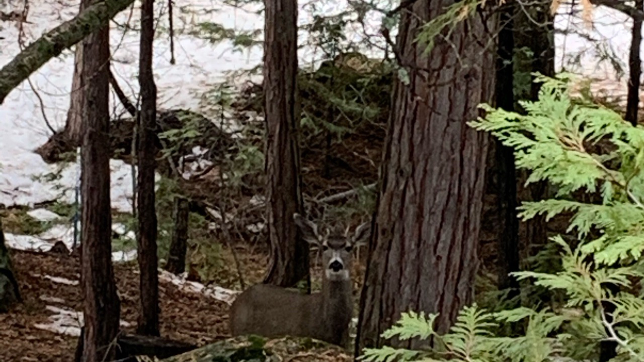 Photo of Outdoor in Shaver Lake