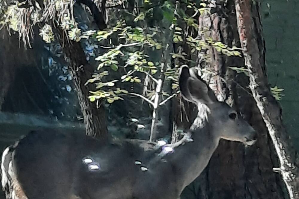 Photo of Others in Prescott