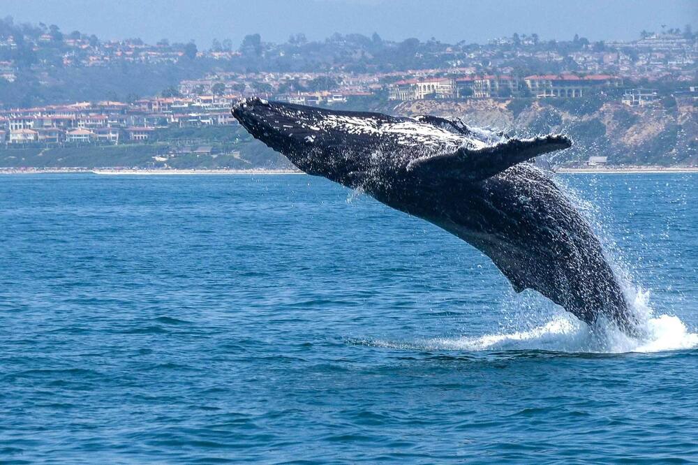 Photo of Others in Dana Point