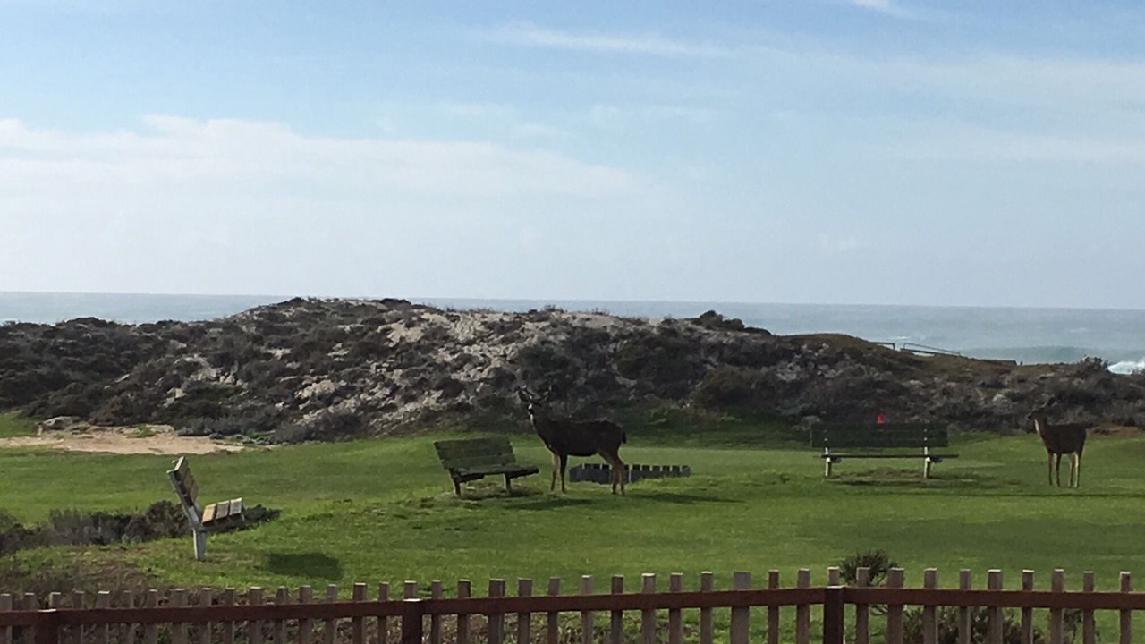 Photo of Others in Pacific Grove
