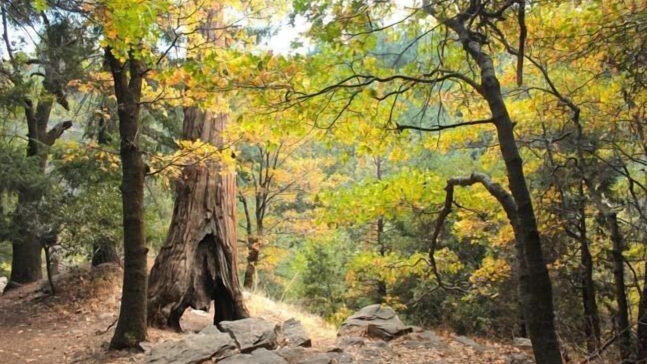 Photo of Outdoor in Crestline