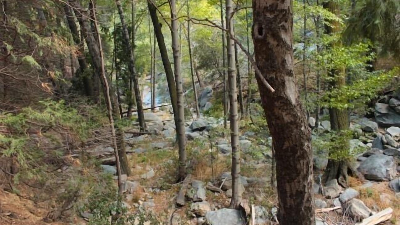 Photo of Outdoor in Crestline