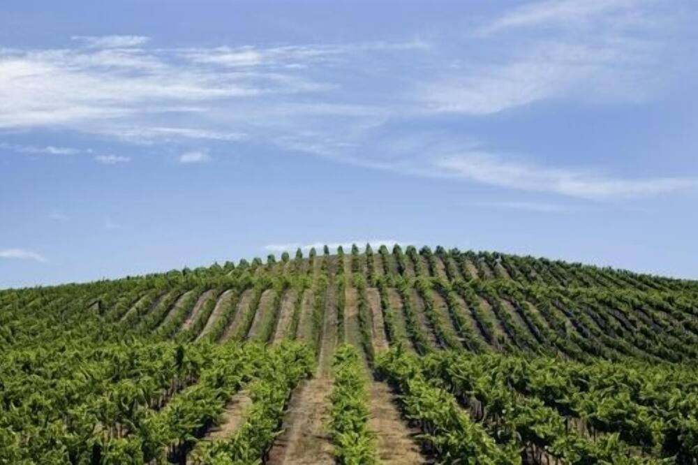Photo of Others in Napa