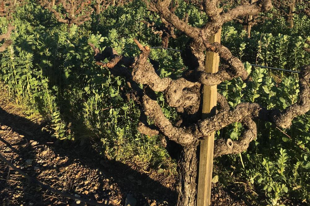 Photo of Others in St. Helena