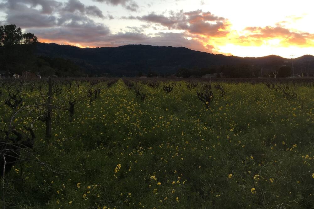 Photo of Others in St. Helena