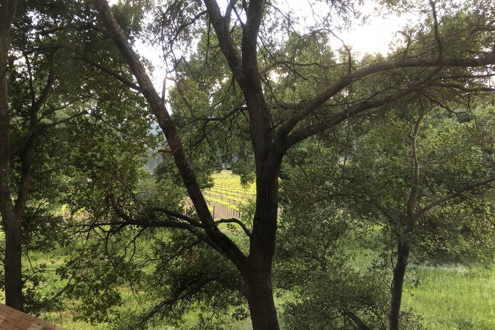 Photo of Others in St. Helena