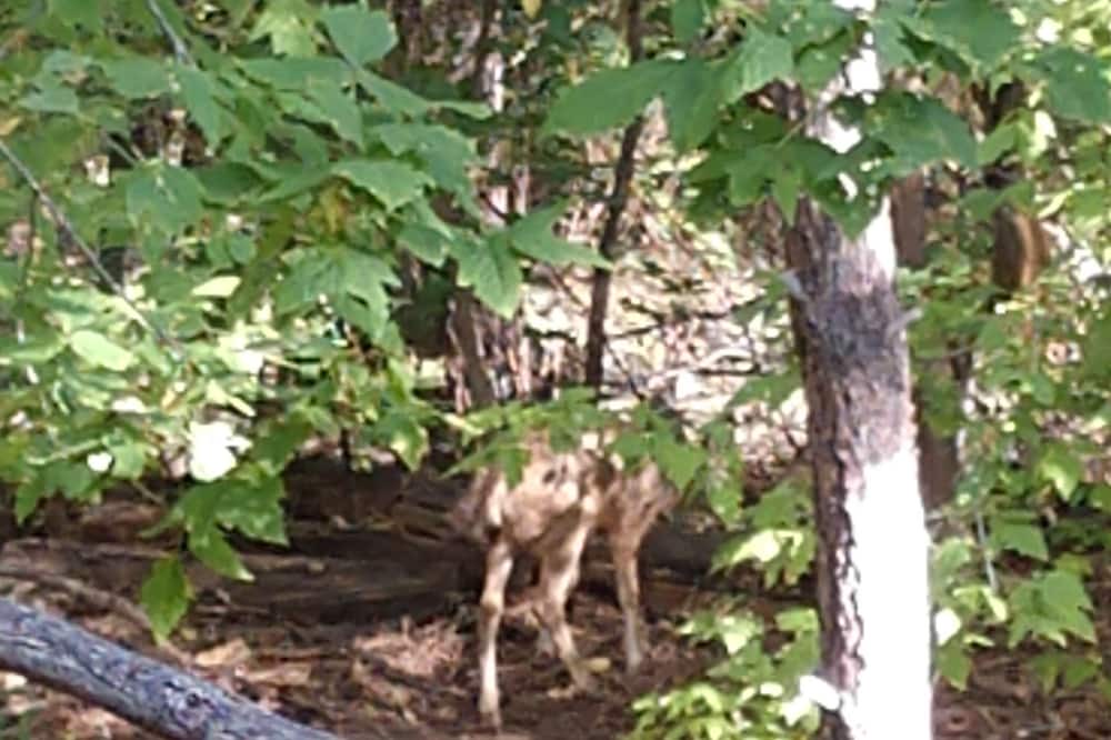 Photo of Others in Groom Creek