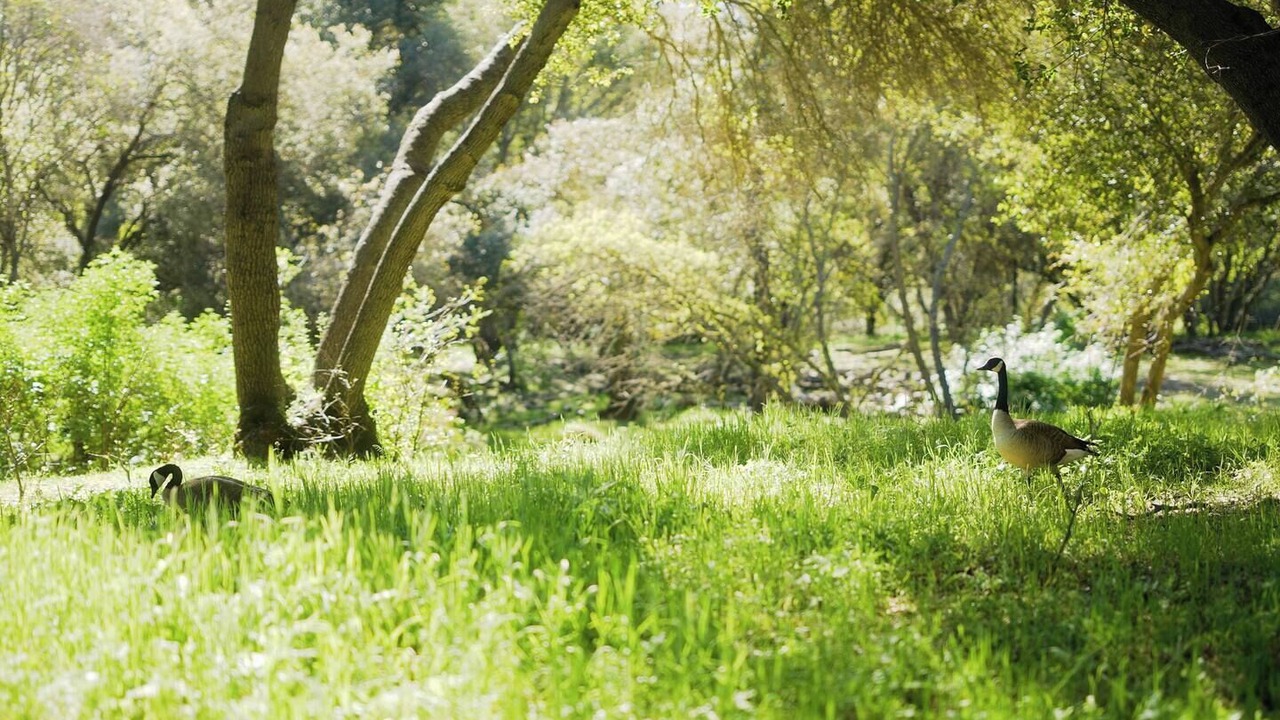 Photo of Others in Granite Bay