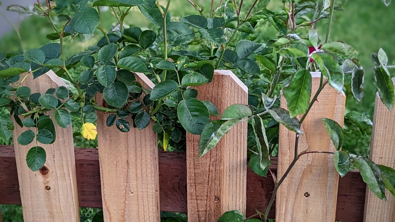 Photo of Outdoor in Woodland