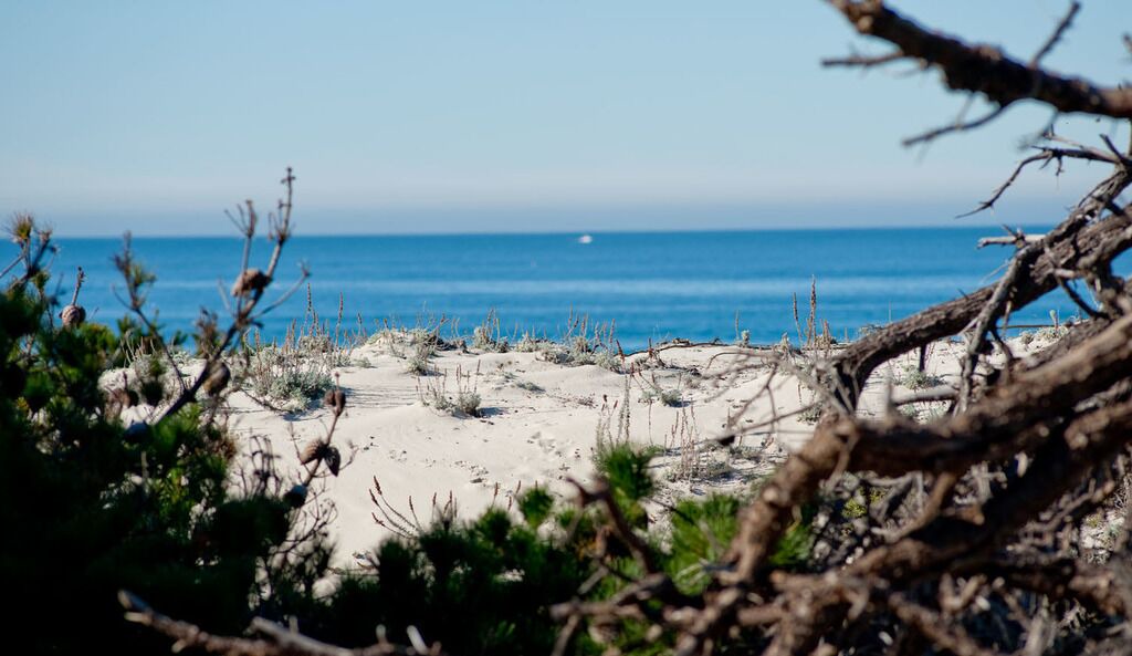 Photo of Others in Pacific Grove