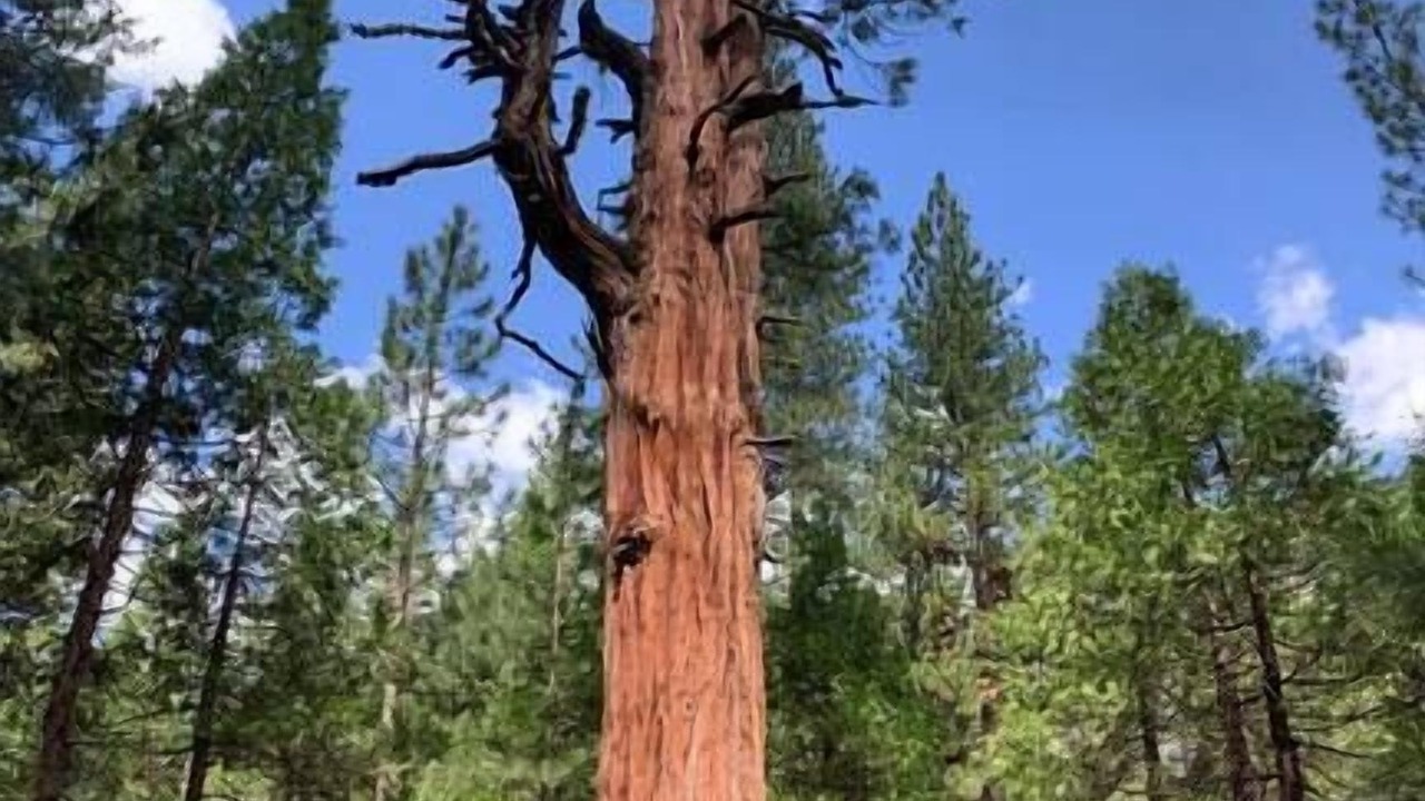 Photo of Others in Squaw Valley