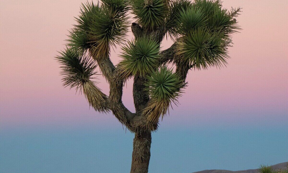 Photo of Others in Twentynine Palms