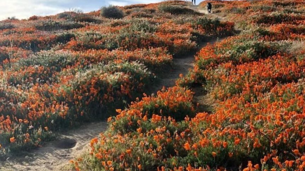 Photo of Outdoor in Leona Valley