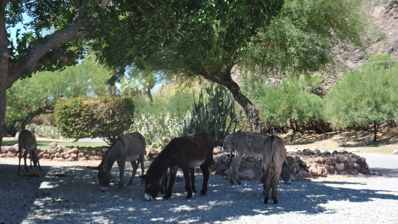 Photo of Others in Parker Dam
