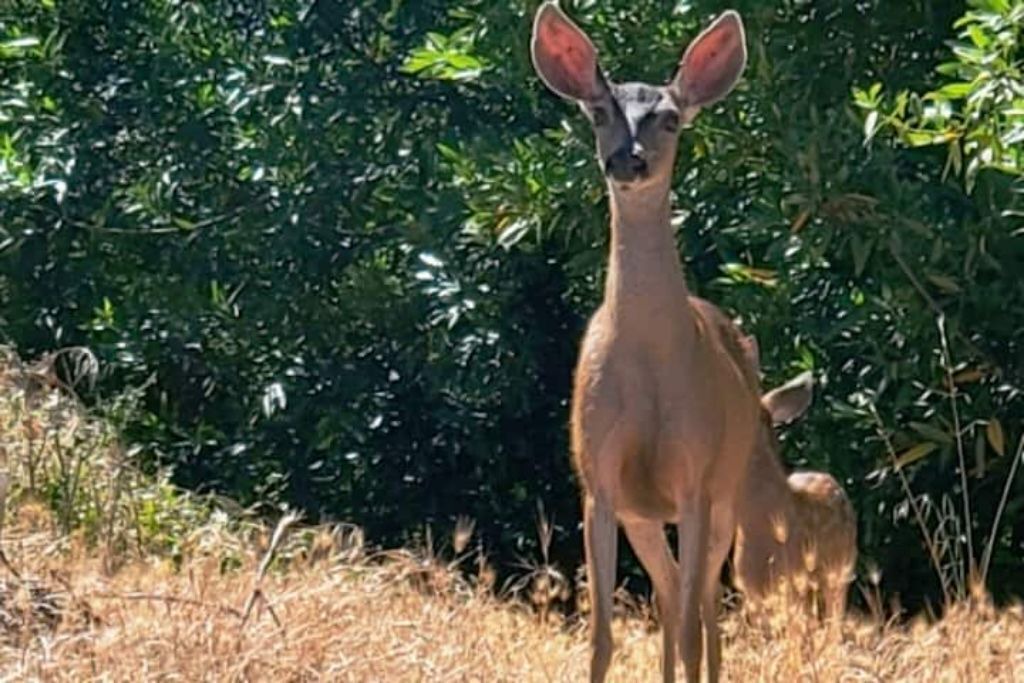 Photo of Outdoor in El Sobrante