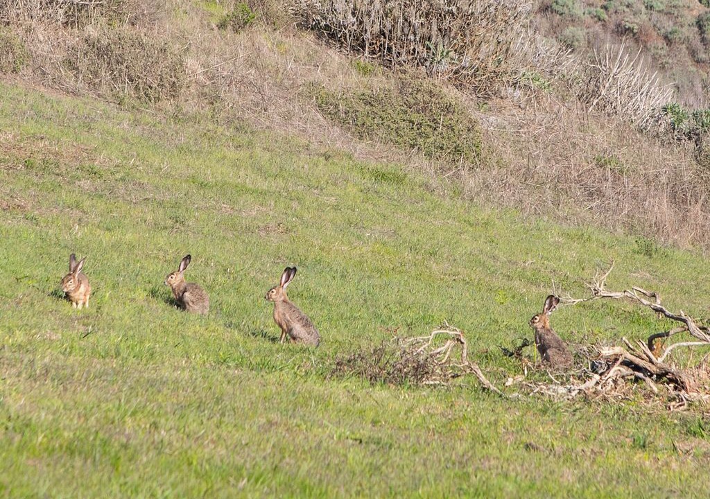 Photo of Outdoor in Bodega Bay