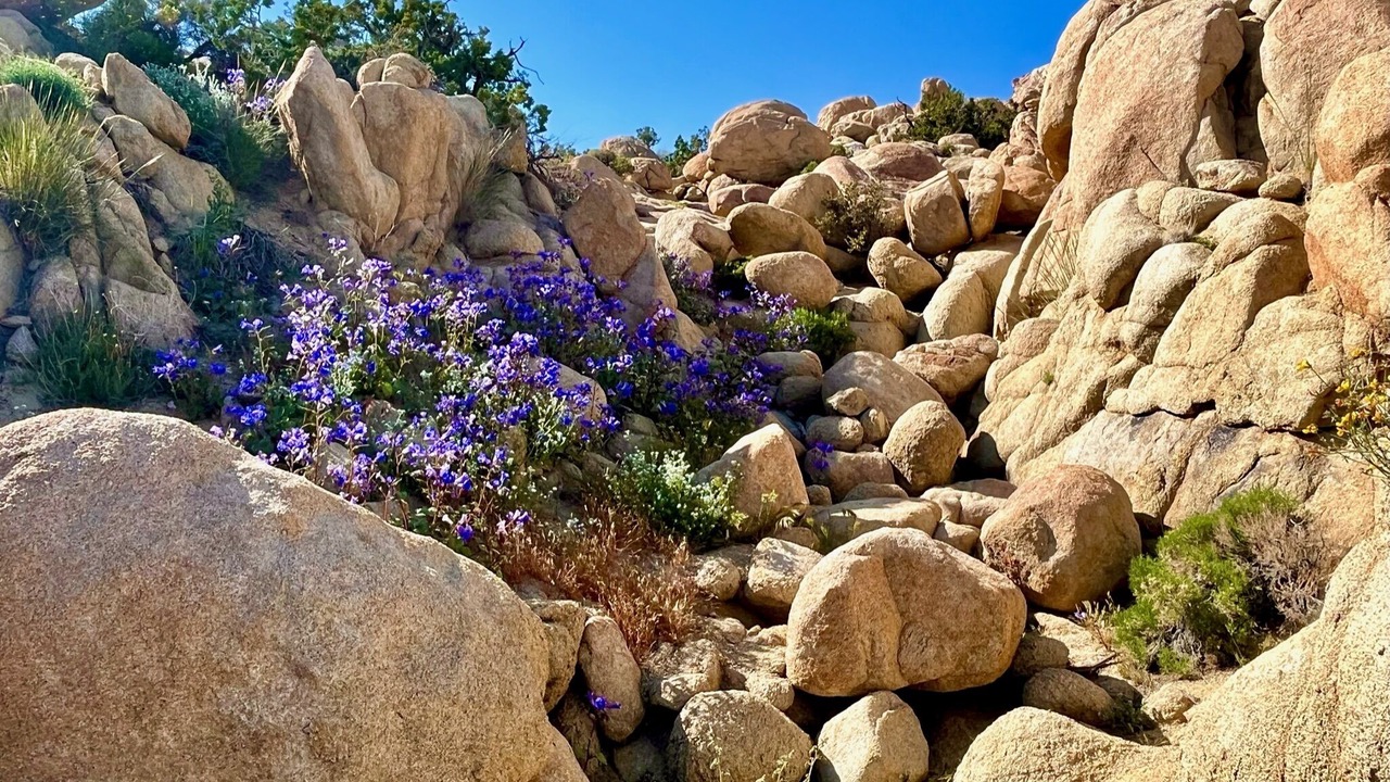 Photo of Others in Yucca Valley