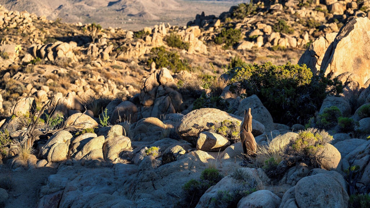 Photo of Others in Yucca Valley