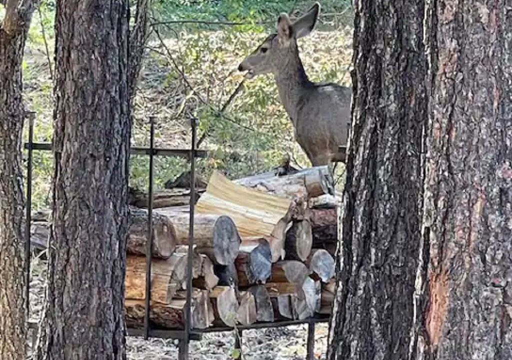 Photo of Outdoor in Groom Creek