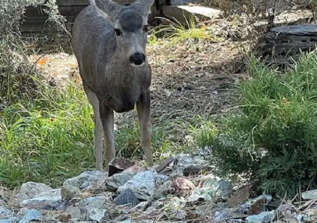 Photo of Outdoor in Groom Creek