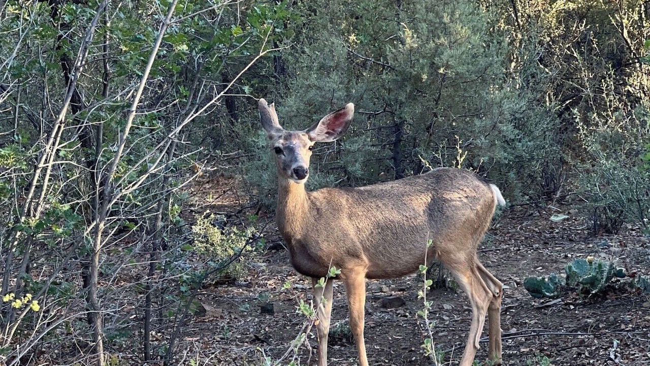 Photo of Outdoor in Prescott