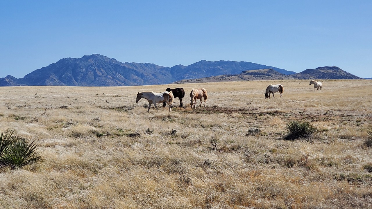 Photo of Others in Chino Valley