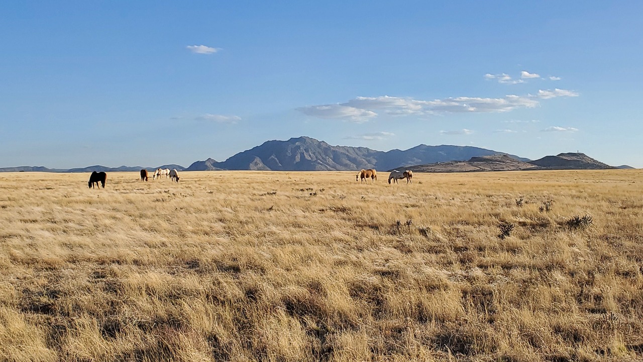 Photo of Others in Chino Valley