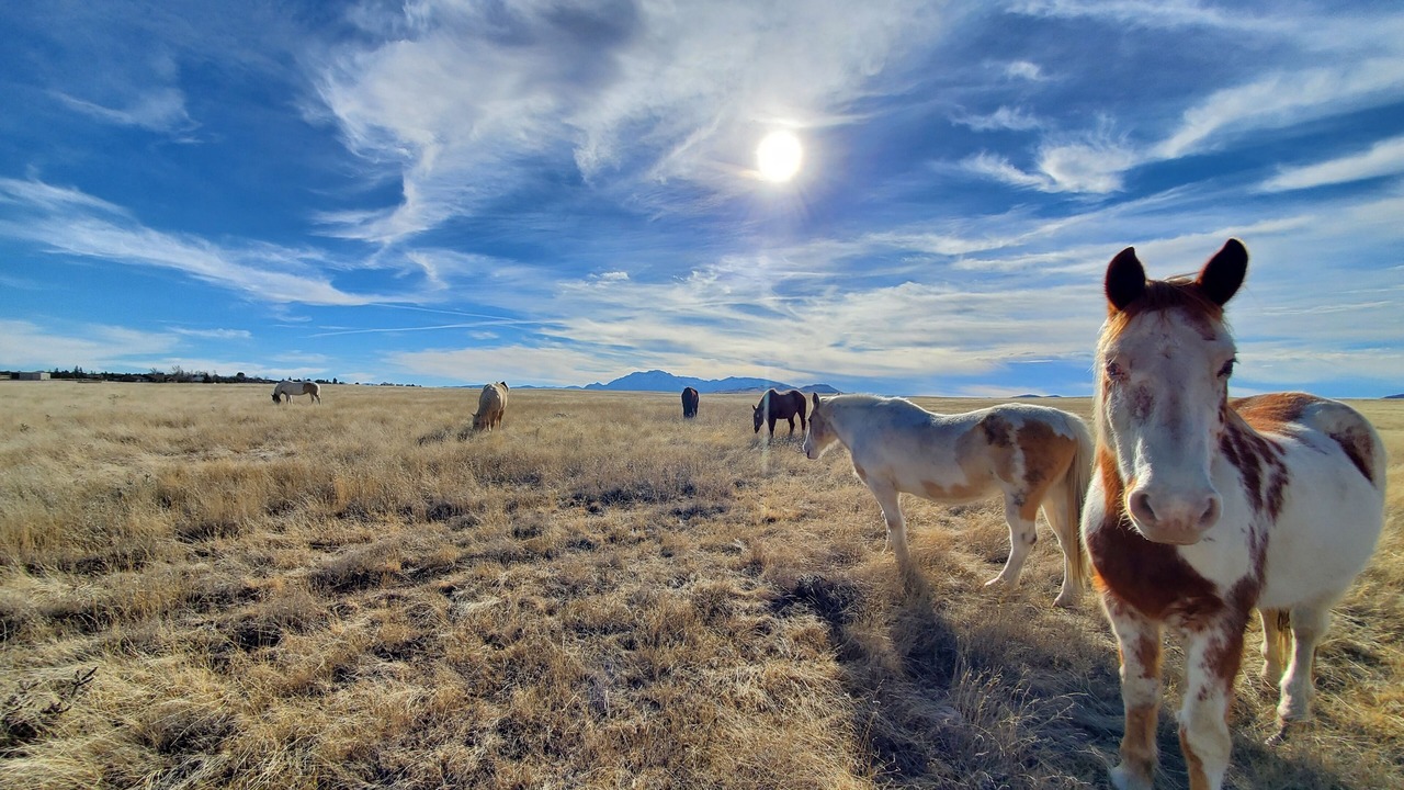 Photo of Others in Chino Valley