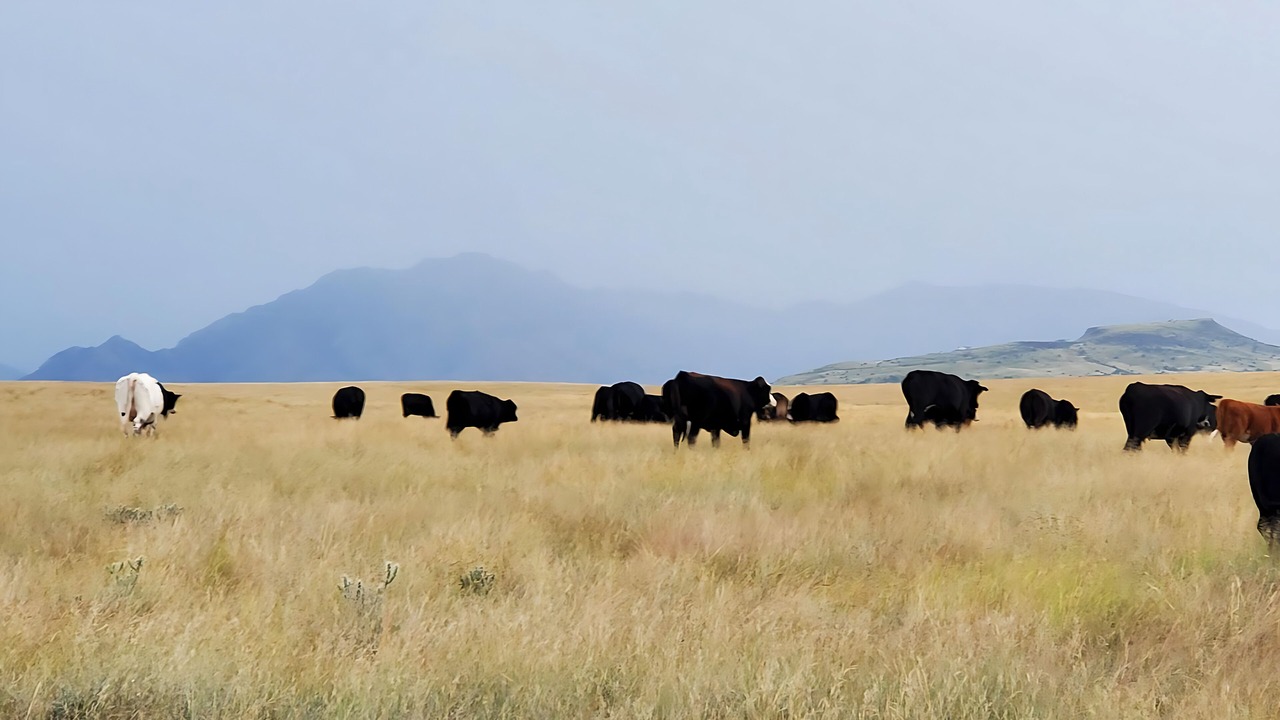 Photo of Others in Chino Valley